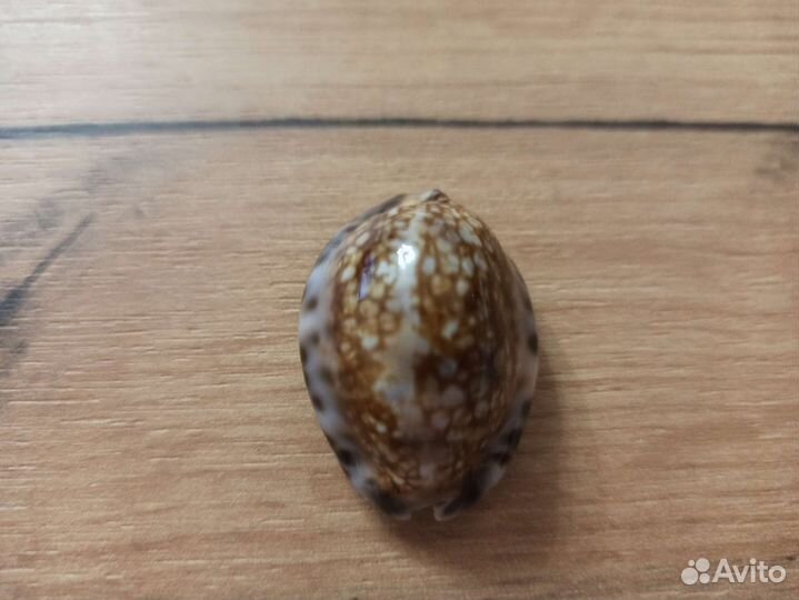 Морская раковина