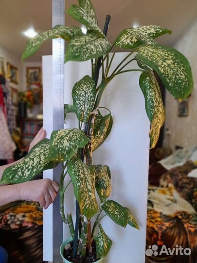 Черенки колиусов герани бальзамина 50р комн растен