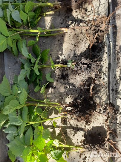 Малина ремонтантная