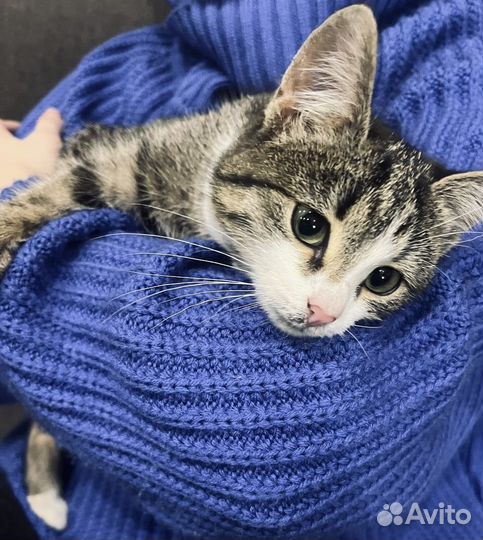 Котенок девочка