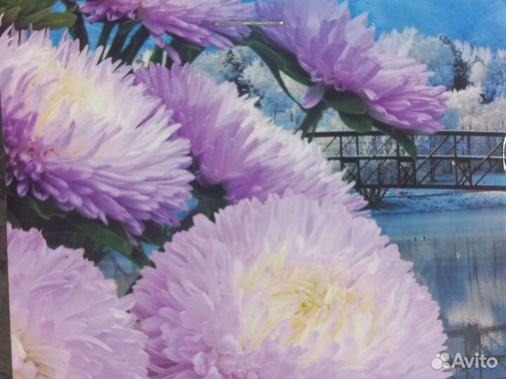 Астра китайская- хризантелла, рассада