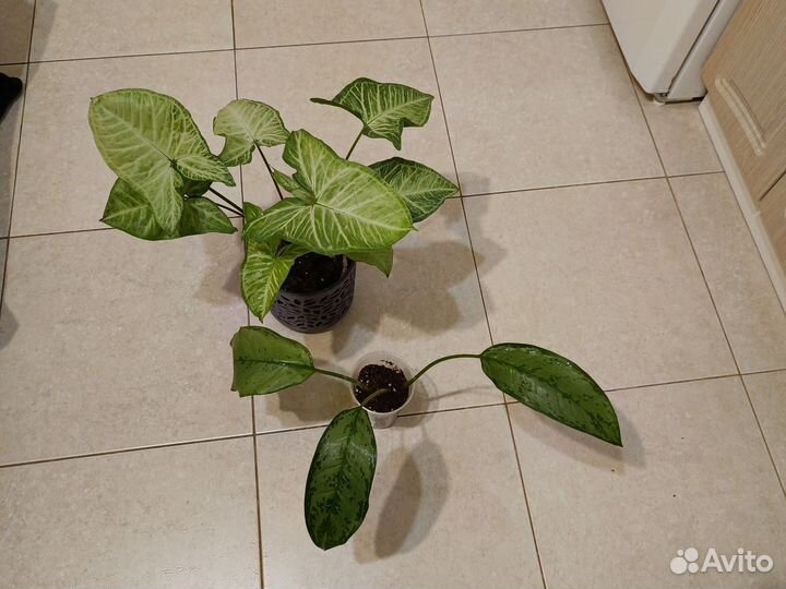 Сингониум аглаонема