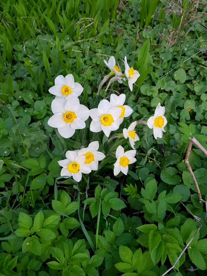 Участок 9 сот. (СНТ, ДНП)