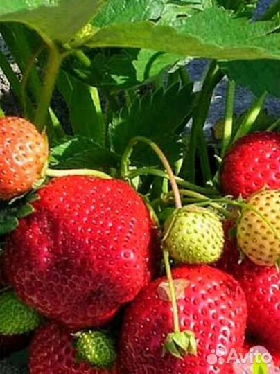 Рассада Королева Елизавета II (откр. корн сист.)