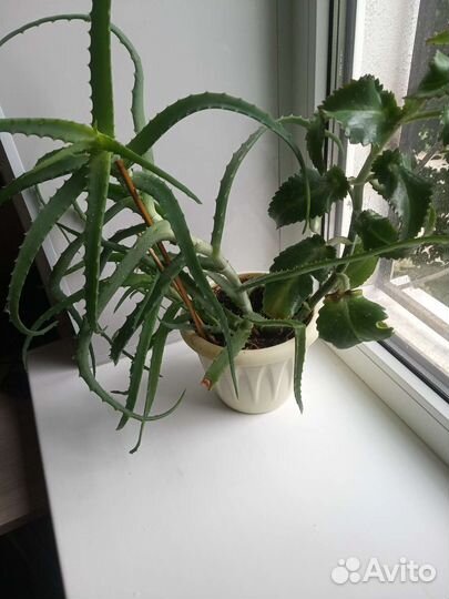 Алоэ и каланхоэ