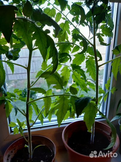 Рассада томатов перцев