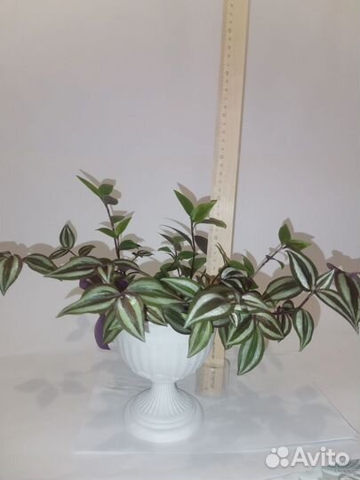 Традесканция