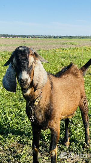 Англо нубийский козел