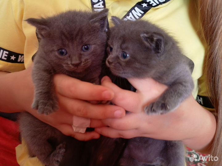 Котята шотландцы две девочки в добрейшие руки