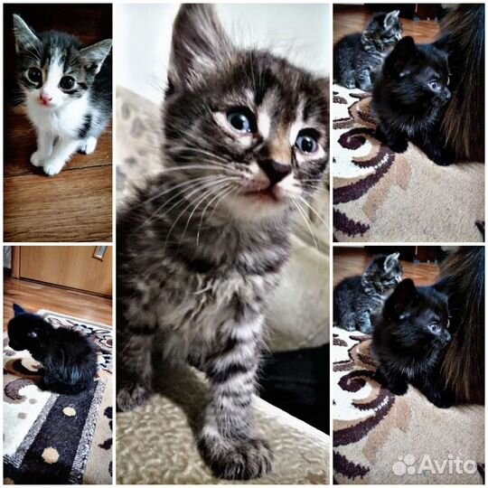 Котята в добрые руки