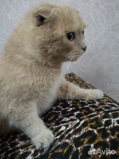 Вислоухий кот