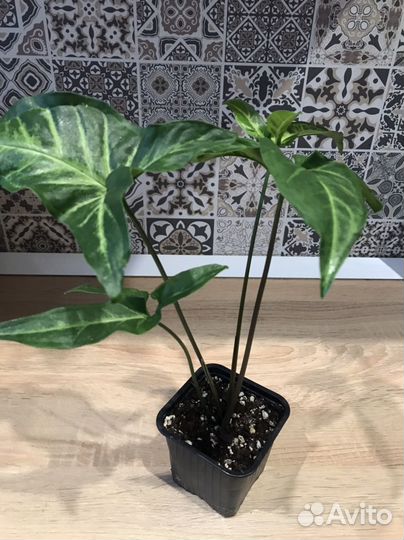 Сингониумы