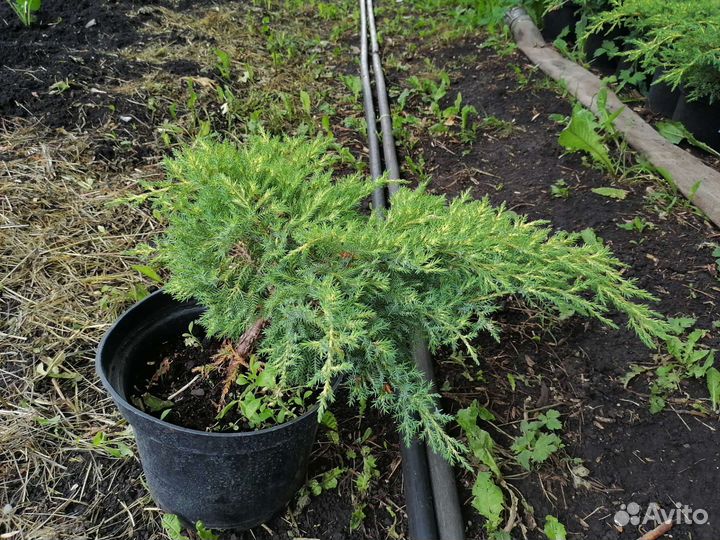 Туи, можжевельники, ели, гортензии