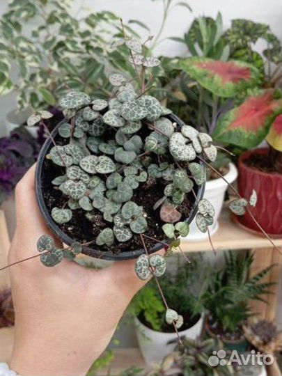 Циропегия вуда