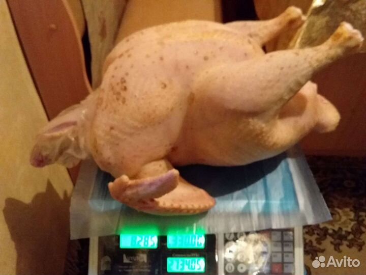 Продам Индейку