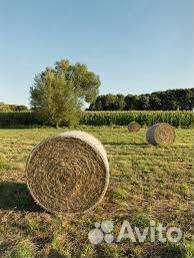 Сено в рулонах