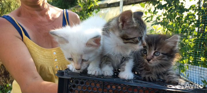 Кошка в дар бесплатно