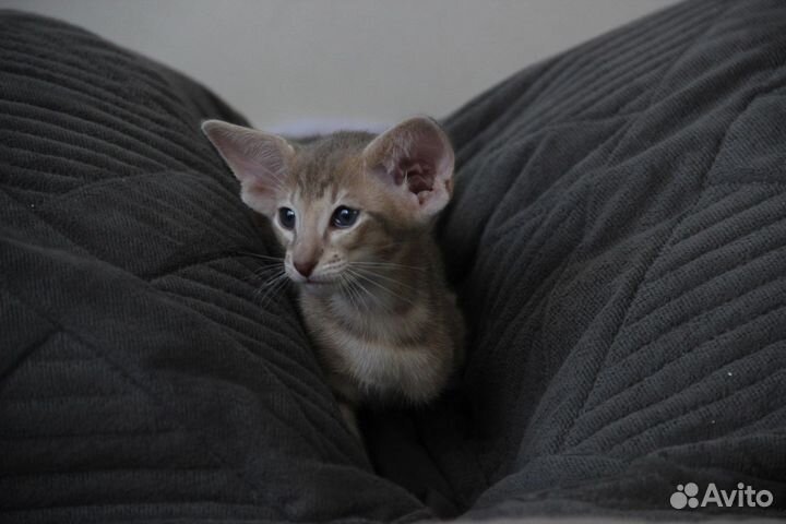 Ориентальная