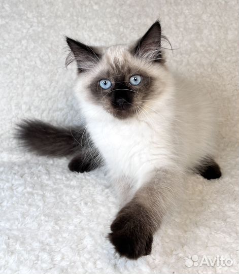 Невская маскарадная (котята)