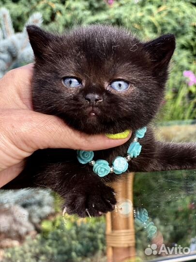 Шотландские угольки