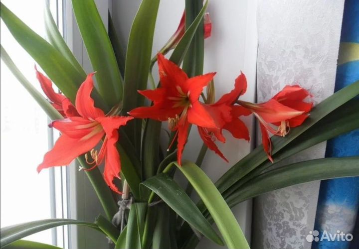 Гиппиаструм