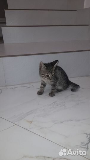 Котята бенгалы