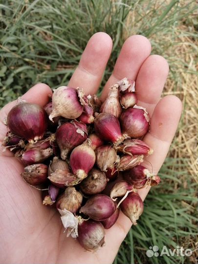 Лук шалот или семейный