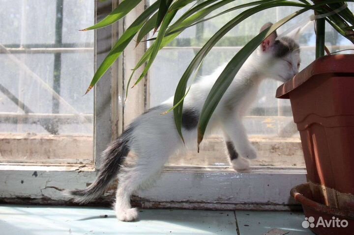 Котёнок девочка 2,5 месяца