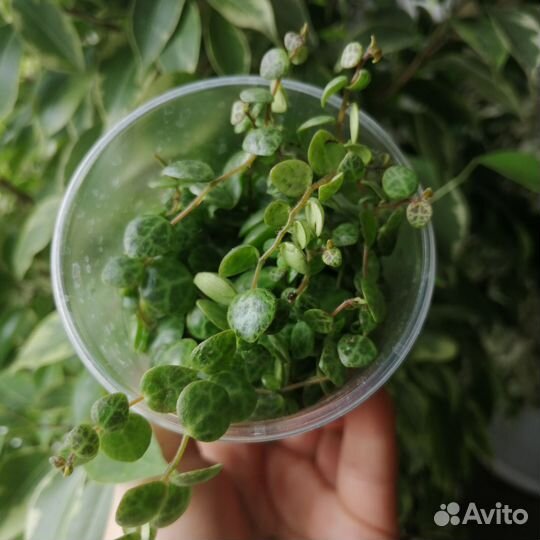 Пеперомия прострата