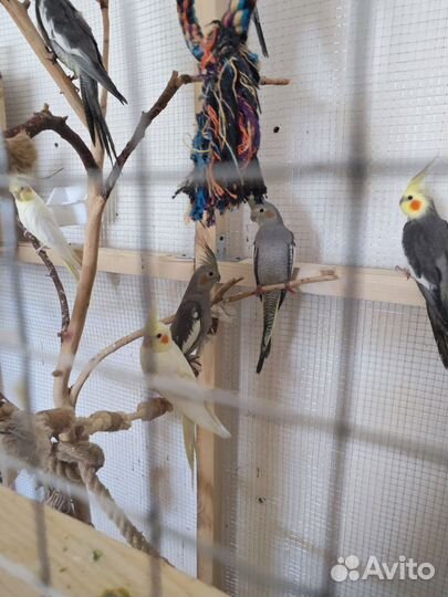 Попугай коралла