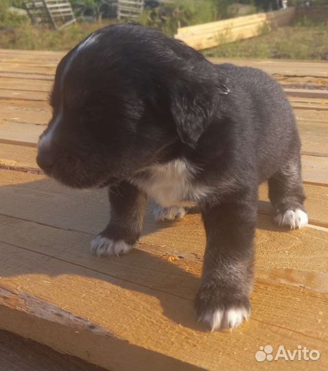 Щенки лабрадора