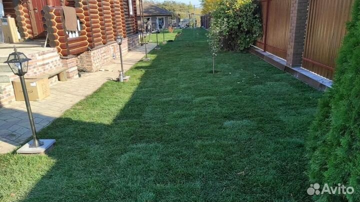 Рулонный газон 