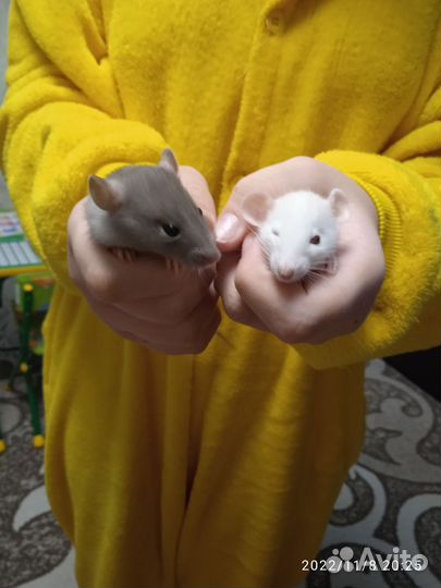 Крысы дамбо девочки