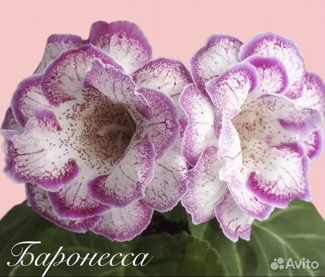 Глоксиния махровая