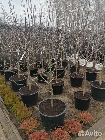 Плодовые саженцы