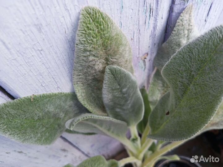 Чистец шерстистый