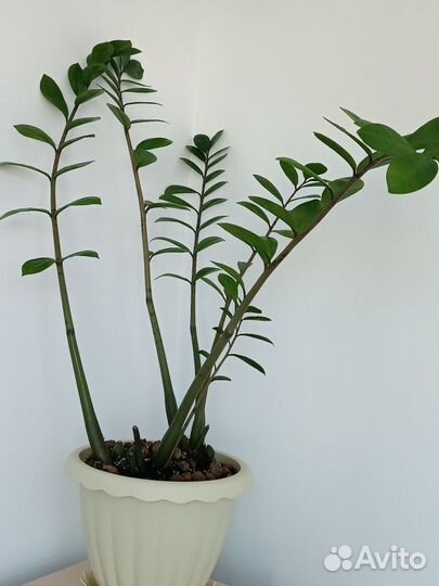 Замиокулькас