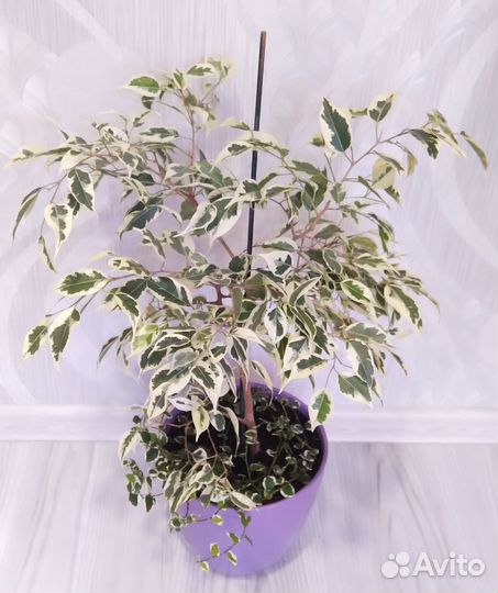 Фикусы сортовые большие