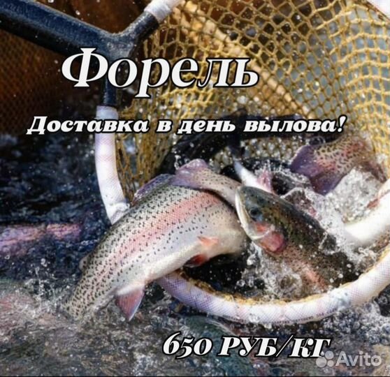 Форель радужная свежая