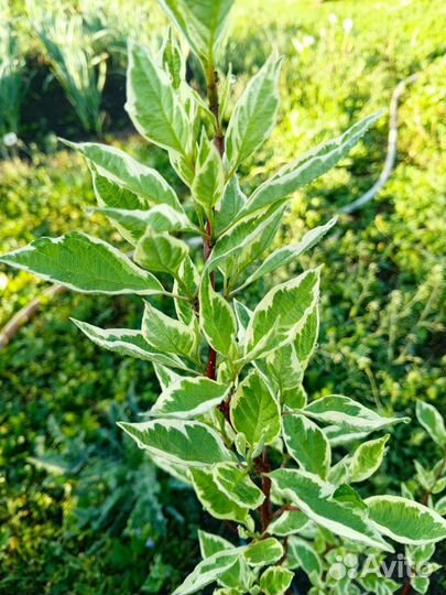 Цветы садовые