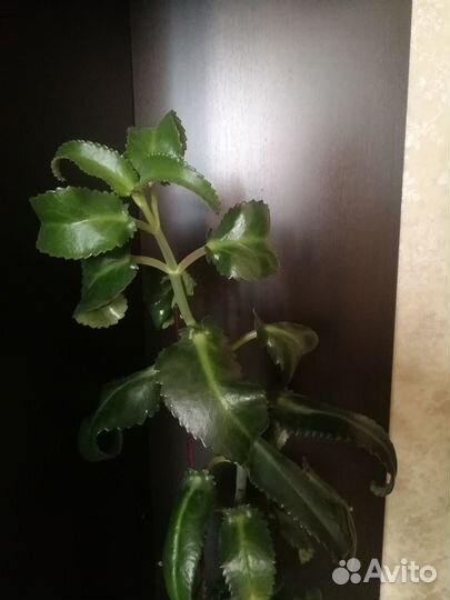 Каланхоэ лечебное