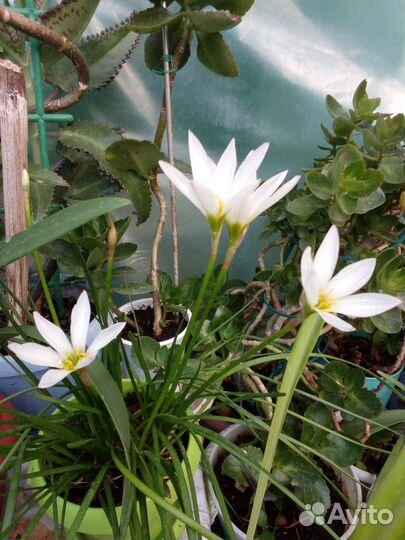 Зефирантес выскочка белый