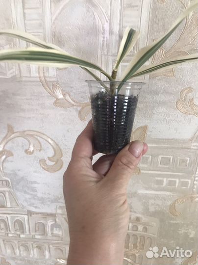 Драцена Сонг оф Индия