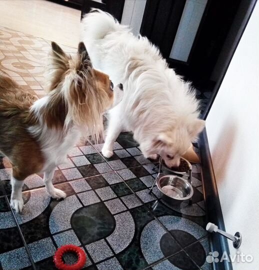 Домашняя передержка собак