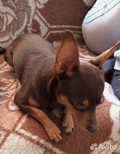 Той-терьер щенки