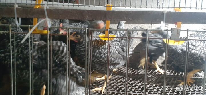 Куры плимутрок