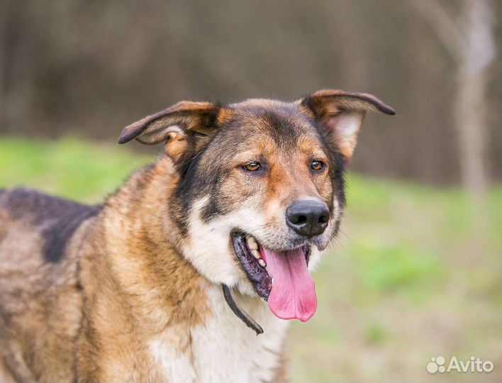 Крупная собака мальчик добряк собака бесплатно