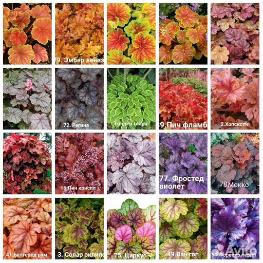 Гейхера большое разнообразие сортов
