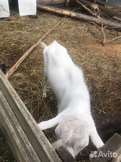 Козел на племя