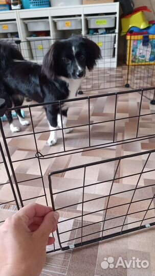 Вольер для щенков